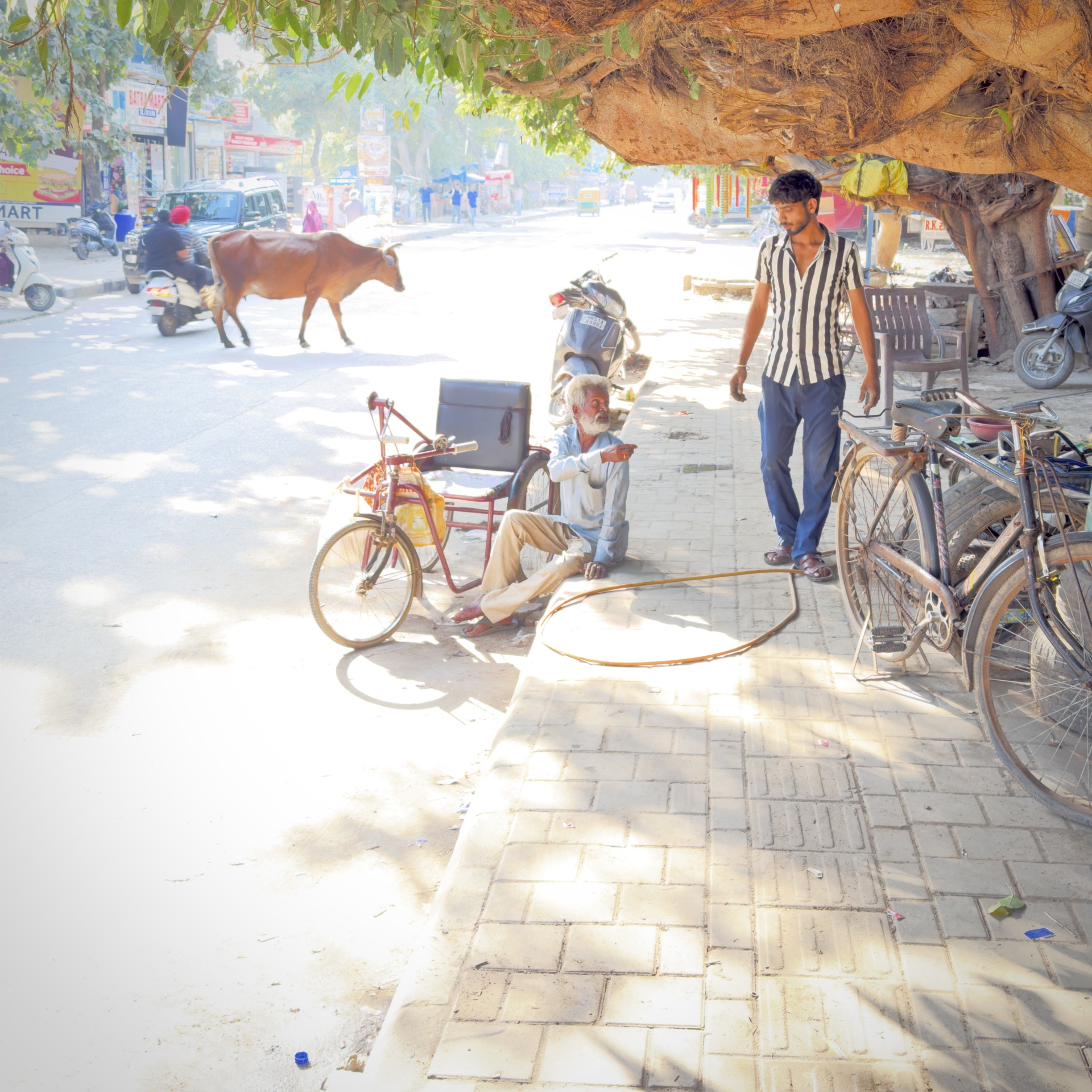 Two men beneath a broad tree branch beside bicycles and a red tricycle. A cow crosses the sunlit street.