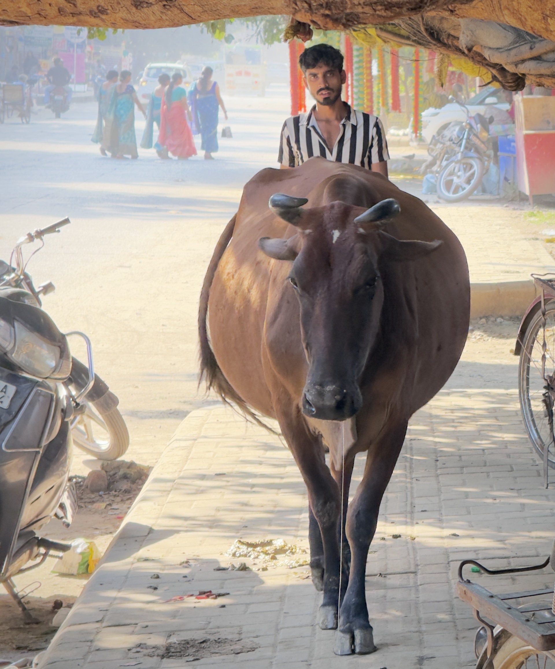 A cow approaches along the pavement beneath a tree branch. A man stands behind it, and women walk farther along the street.