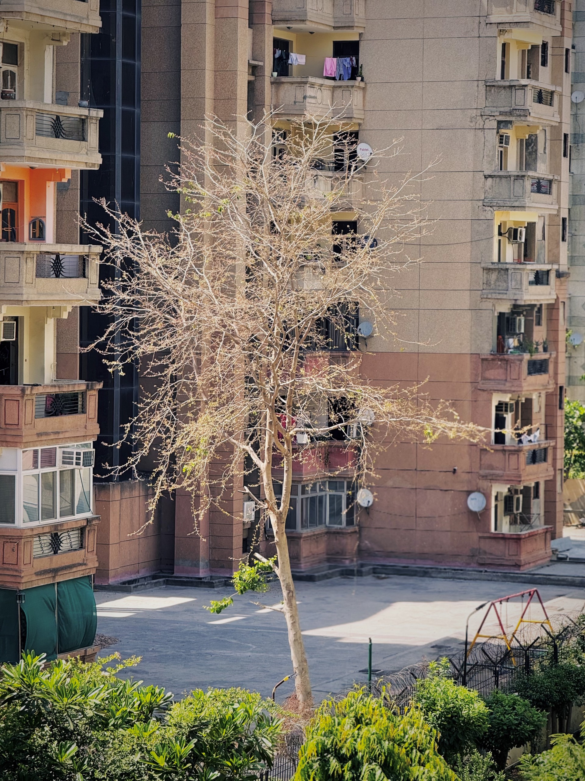 A tree with few leaves in a courtyard. Apartment balconies are behind it. Green plants fill the lower part of the photograph.